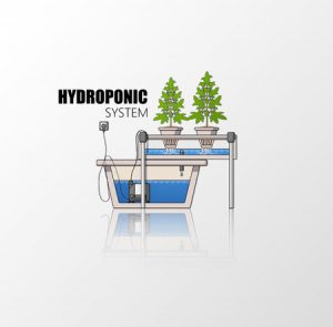 Hydroponic Marijuana