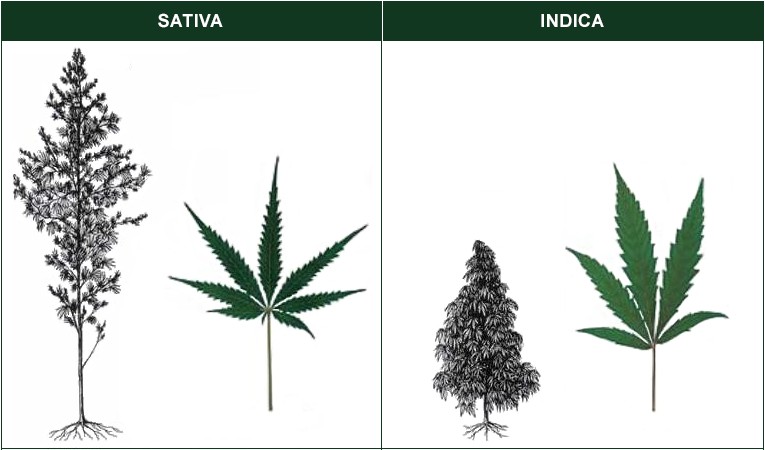 Sativa vs Indica