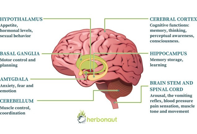 How Cannabinoids Affect the Brain